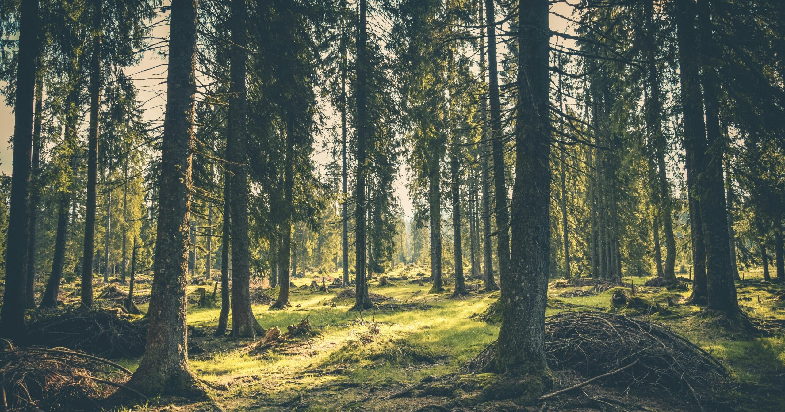 Tranquil forest with lush greenery and towering trees in Budureasa, Romania.